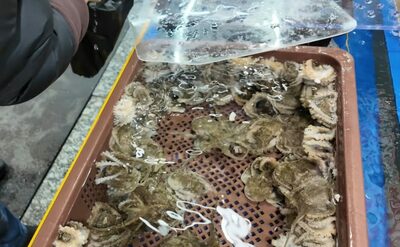相場の倍で売りつけられたイイダコ…韓国・刺し身センターで起きた“ぼったくり”