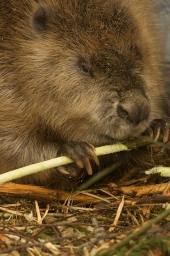 ビーバーが原油流出封じ込めに協力！カナダ