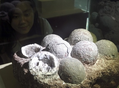 9歳の小学生が川岸で6600万年前の恐竜の卵発見、11個発掘される