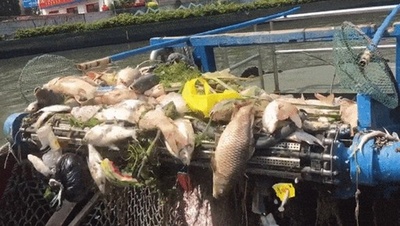 無秩序な放流で1日に死んだ魚1トン=中国上海