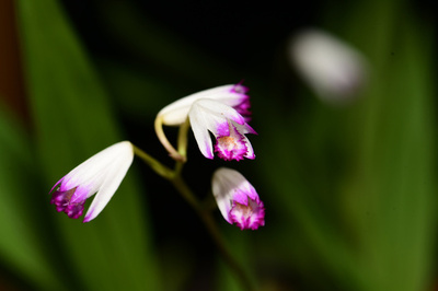 中国・雲南で「幻の花」見つかる 生物多様性保護の成果