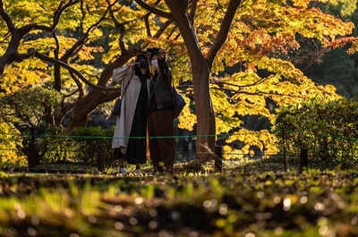 日比谷公園で紅葉が見ごろ