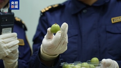 中国がニュージーランド産サルナシを初輸入 上海で通関