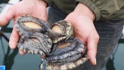 海水温度の上昇を受け 養殖アワビ2万トンが中国福建から北部海域に移送