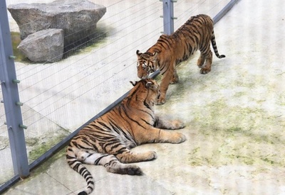 中国黒龍江 飼育中のアムールトラの遺伝子研究による重要発見を発表