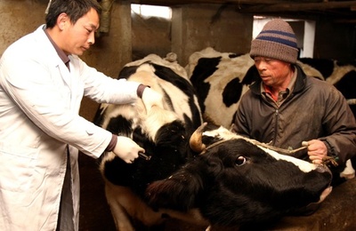 内モンゴルで牛のO型口蹄疫、35頭死ぬ