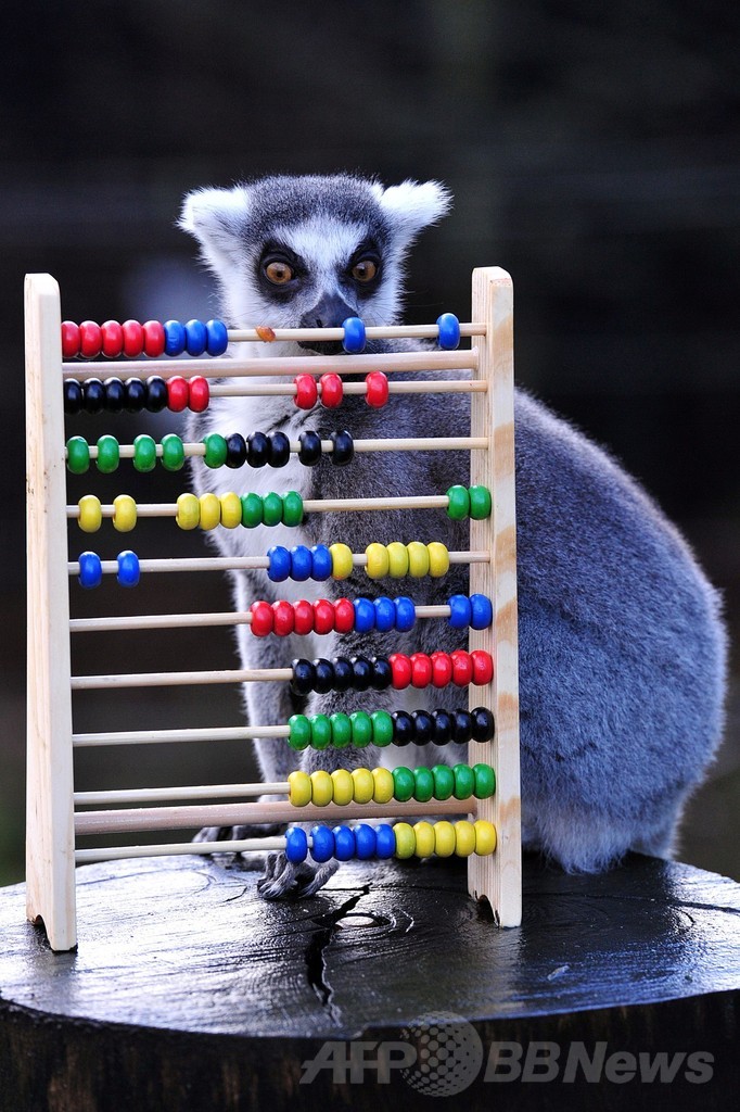 新春の個体数調査、英動物園