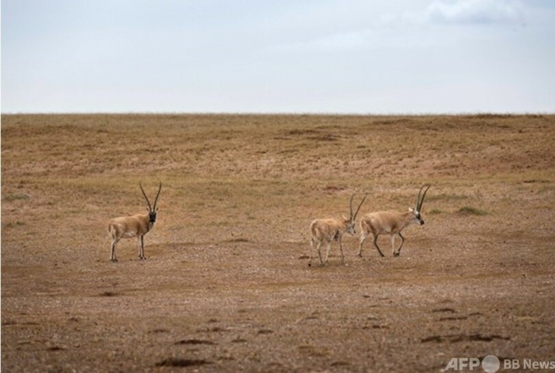 パトロール隊員たちが守る野生動物の「楽園」 青海省のココシリ山地