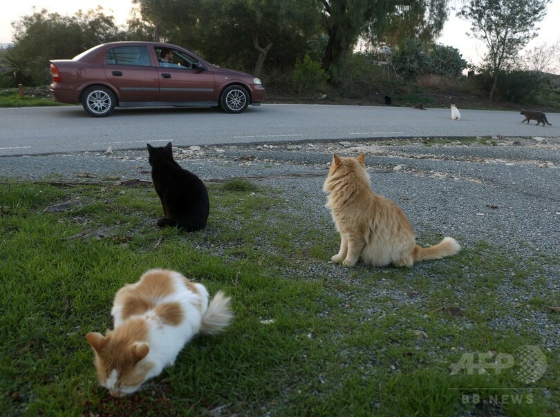 増えるキプロスの野良猫、経済危機の余波