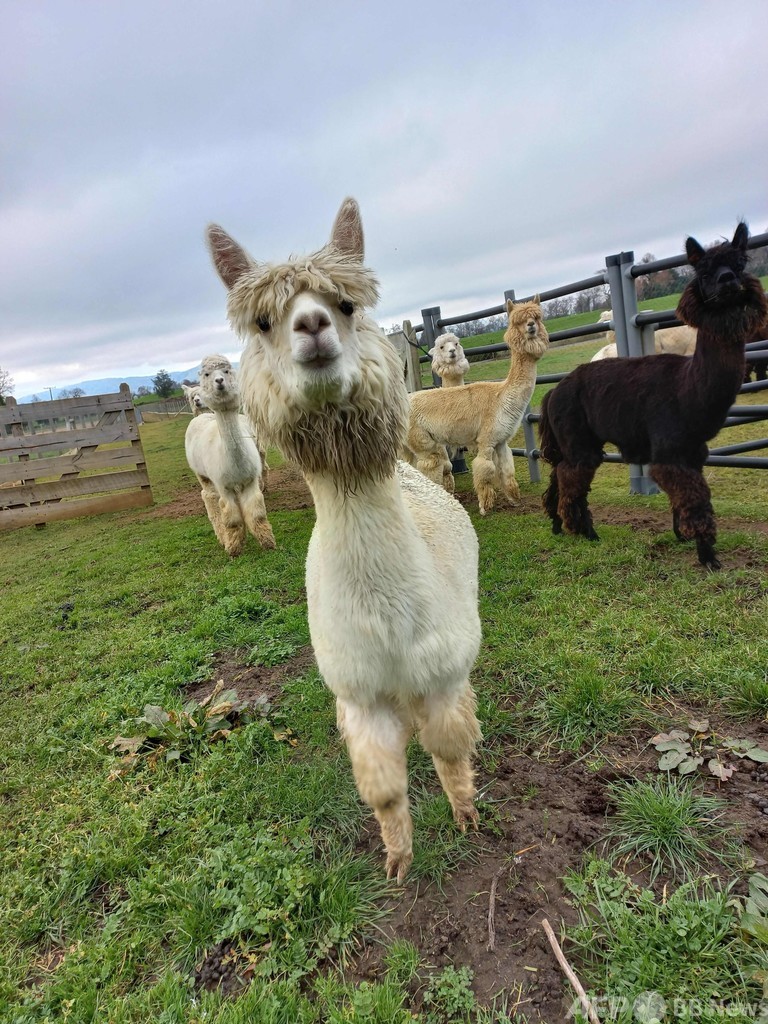 アルパカとロバの抗体をコロナ治療薬に 南米で研究