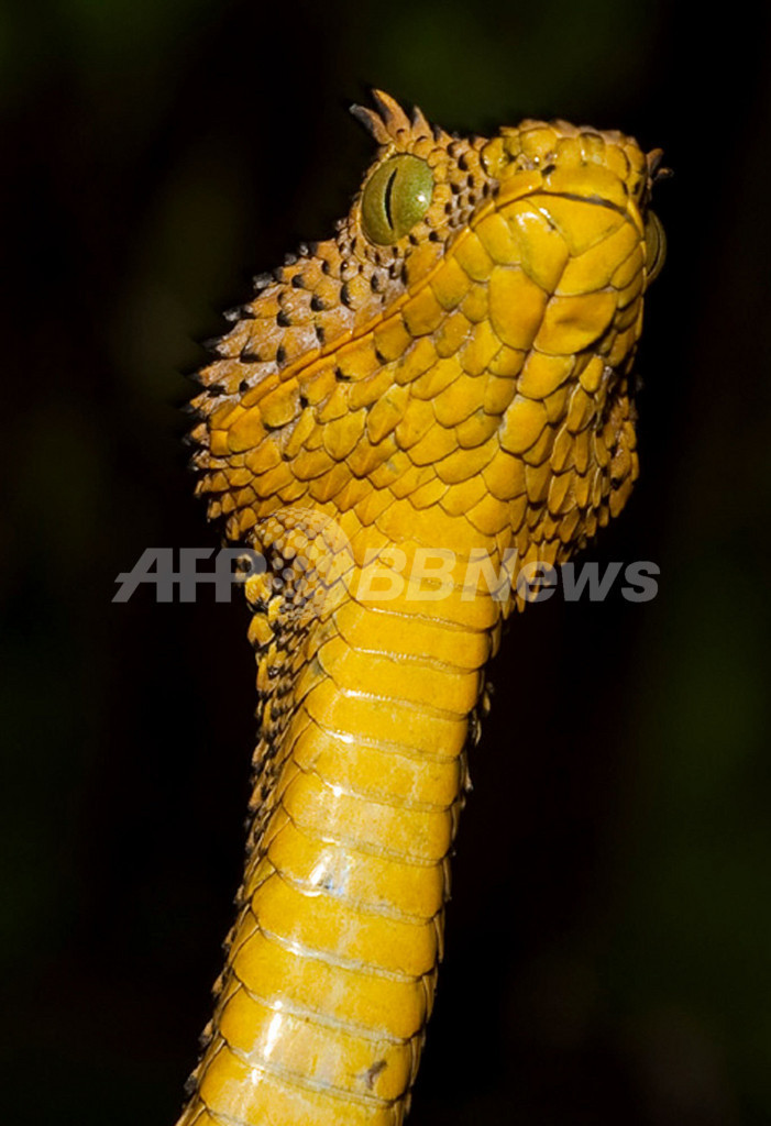 新種のヘビ発見、タンザニア