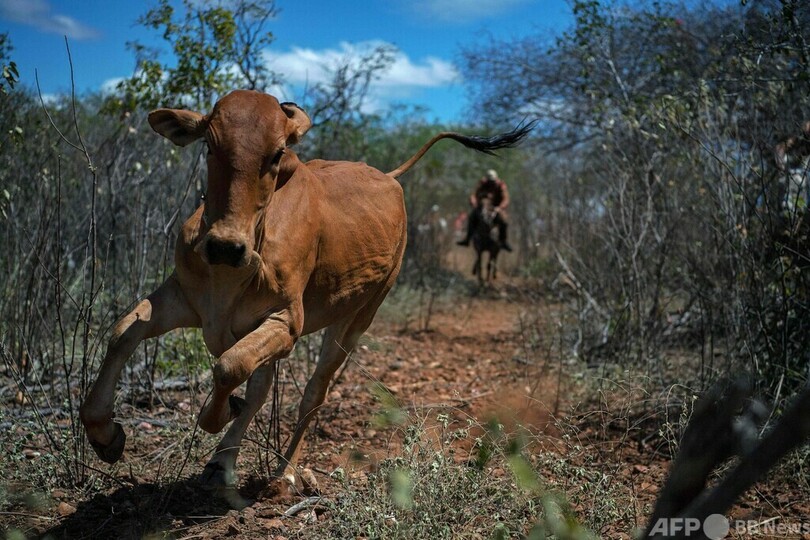雄牛を追ってひもを奪え！ ブラジル・カウボーイの伝統競技