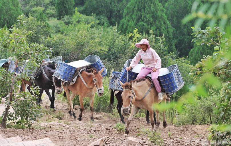 現在も活躍する「馬部隊」 中国・済南の山頂に資材運び