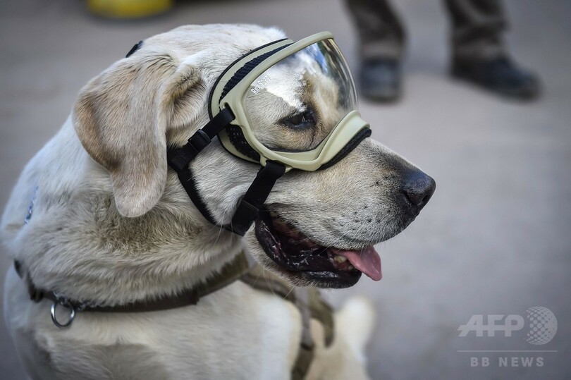 救助犬フリーダ、メキシコ地震で団結のシンボルに 一方で「尋ね犬」も