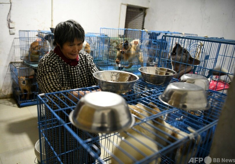 犬を迎え入れ続け1300匹、なお増加中 中国