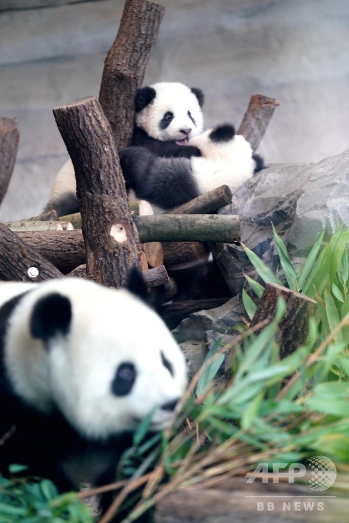 仲良し双子のパンダお披露目、ママも一緒よ 独ベルリン動物園