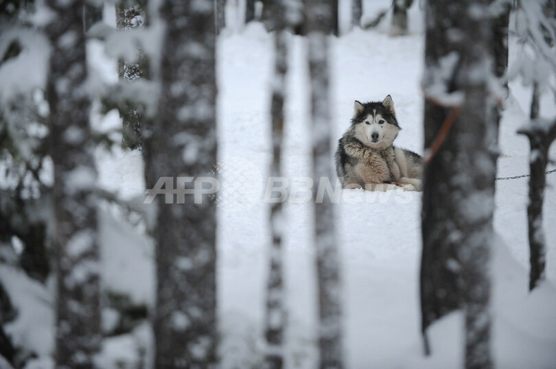 雪原を駆け抜ける、シベリアンハスキーの犬ぞり