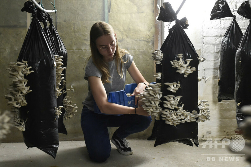 コーヒーかすでキノコ栽培、都心の地産地消 ベルギー企業