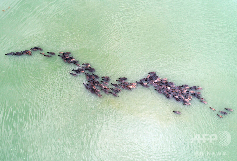 川を泳いで草をはみに行く水牛の群れ 四川・蓬安