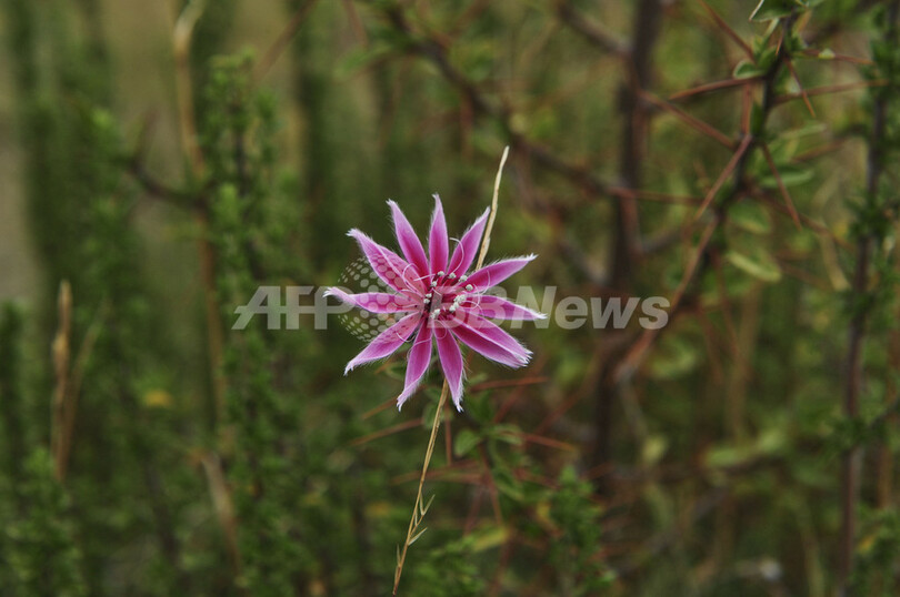 ペルー高地、謎に包まれた遺跡群