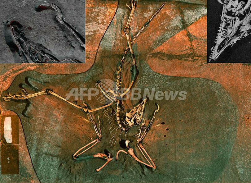 始祖鳥はやっぱり鳥だった？新たな「最古の鳥」発見で系図見直し