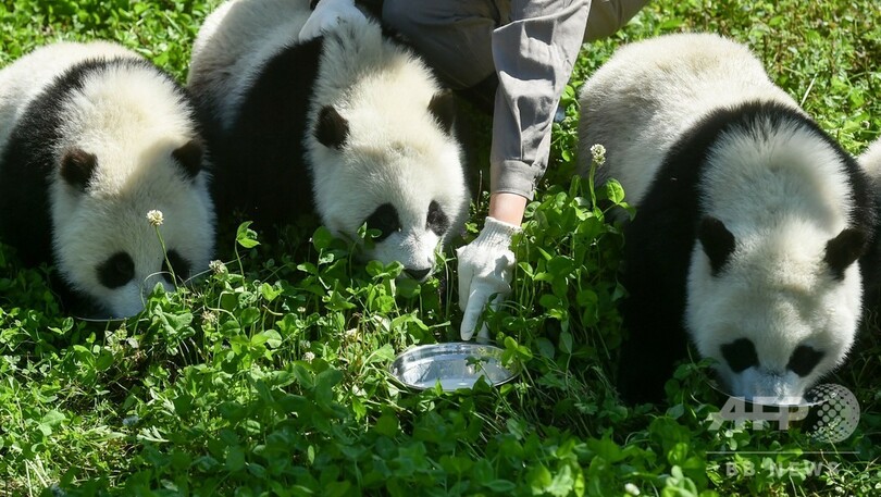 中国のパンダ保全でギネス認定 野生・飼育個体間で繁殖、双子育つ