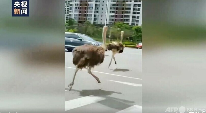 2羽のダチョウが飼い主から脱走 柳州の街を疾走