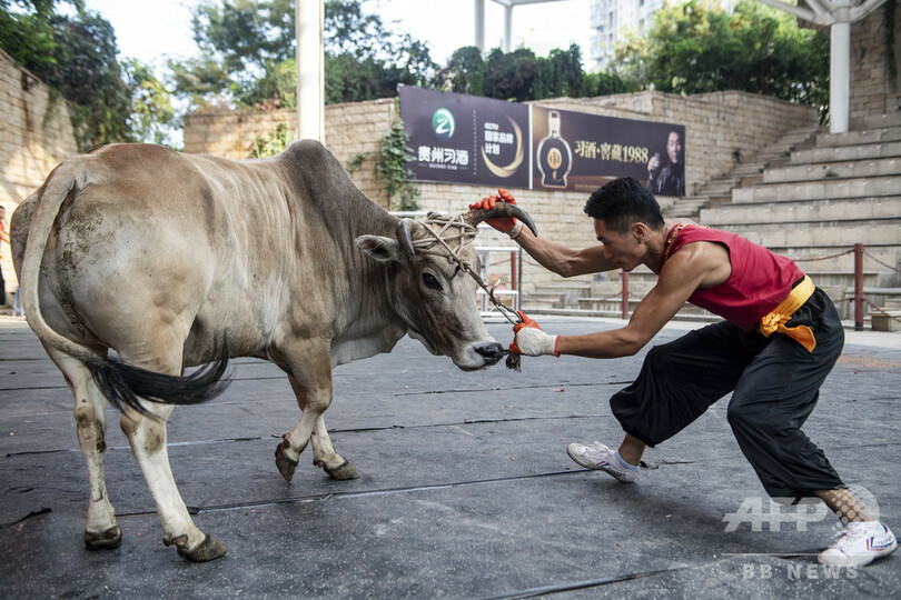 人と雄牛がぶつかり合う、中国のカンフー闘牛