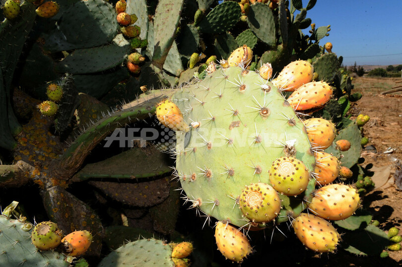 モロッコの新たな美容特産品「サボテン種子オイル」
