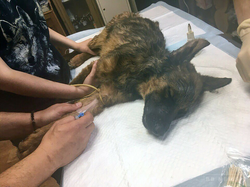 タールまみれで2日間も…建設現場の穴に落ちた野良犬救出 ロシア