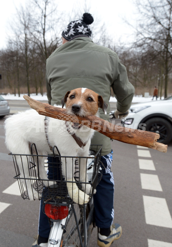 「うらやましいでしょ！」宝物をくわえて移動中