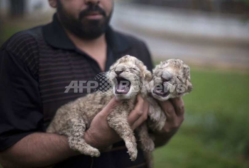 まるでぬいぐるみ、生まれたての赤ちゃんライオン