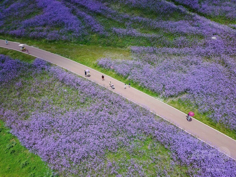 観光客の心奪う一面の紫、貴州