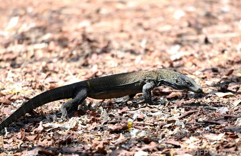コモドオオトカゲ生息地を「ジュラシック・パーク」風観光地に 計画に非難の声