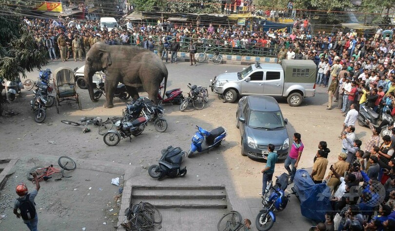 野生のゾウ大暴れ、建物100棟損壊 インド東部の町