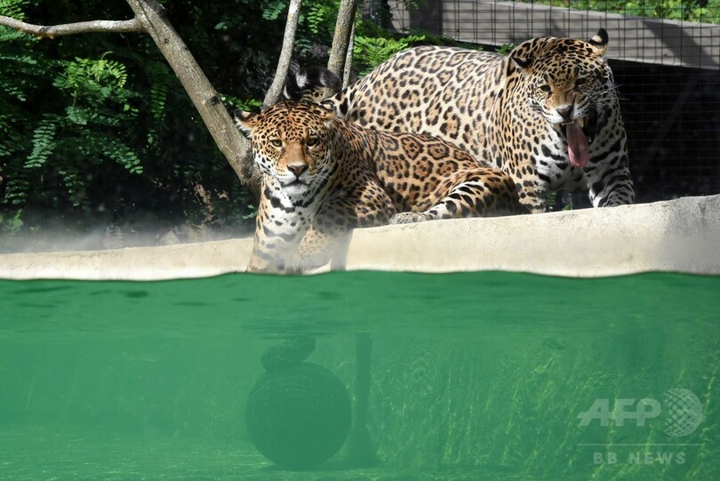 水中でガブリ！ お魚くわえたジャガー、ネコ科だけど泳ぎは得意