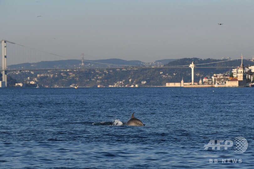 コロナ封鎖でイルカのびのび、イスタンブールのボスポラス海峡