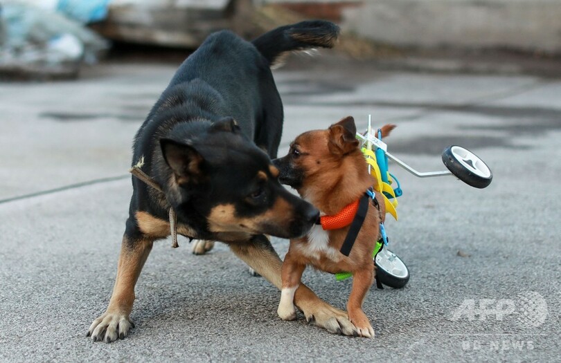 特注犬用車いすでスイスイ、中国