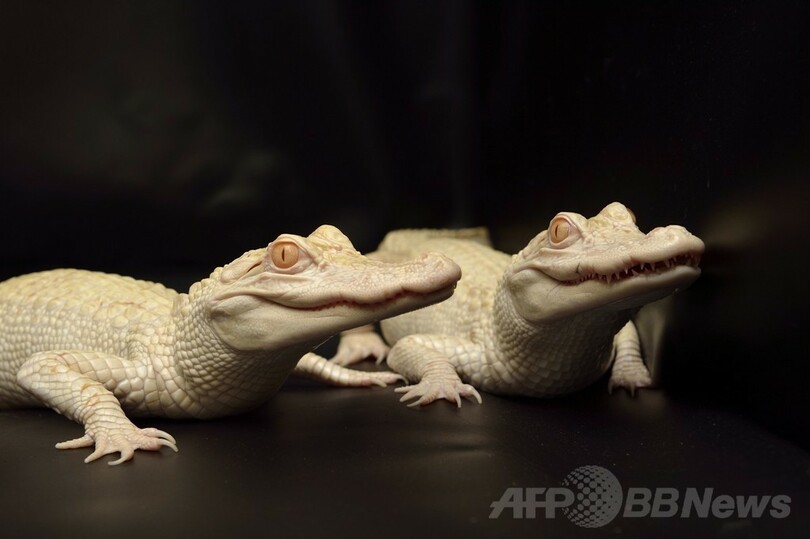 真っ白な子ワニ2匹お披露目、パリ水族館