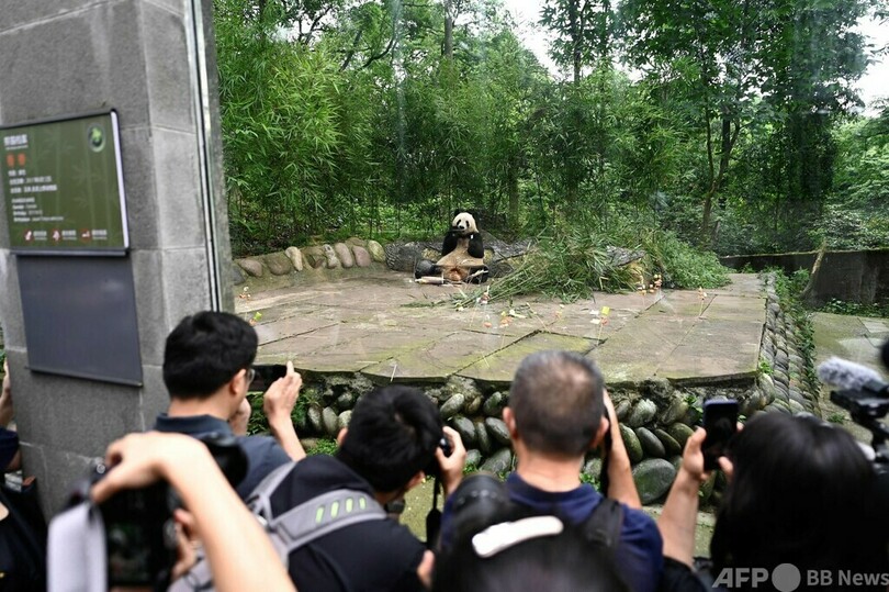 パンダのシャンシャン、中国で7歳に 23年返還