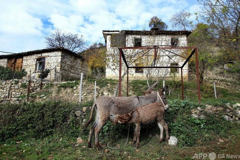 コロナ禍で「ロバのミルク」に人気殺到、免疫力アップを期待 アルバニア