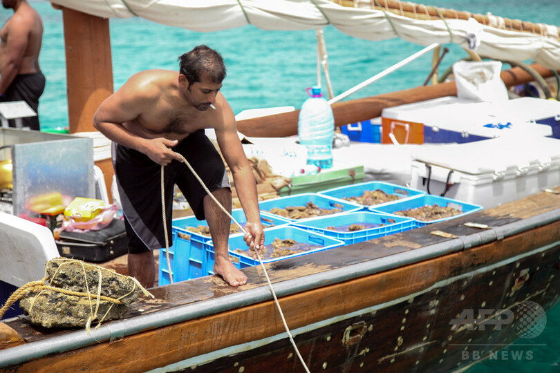 伝統と富を追求、カタールの真珠採り