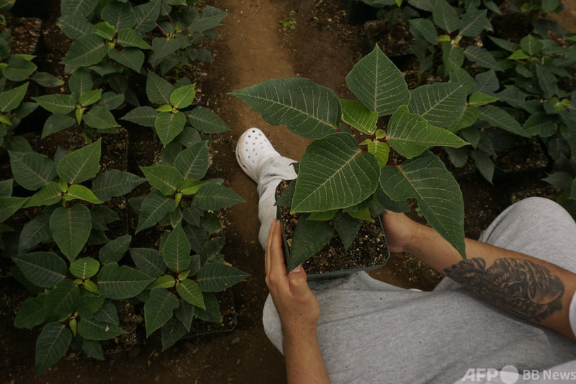 グアテマラの少年施設、植物の世話を通じて社会復帰目指す試み