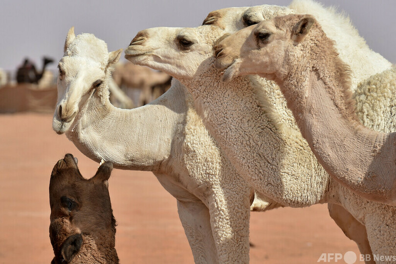 美ラクダコンテスト 整形で43頭失格 サウジ 写真3枚 国際ニュース Afpbb News