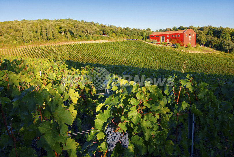 風水取り入れた「自然派地ワイン」、伊農家の新たな試み