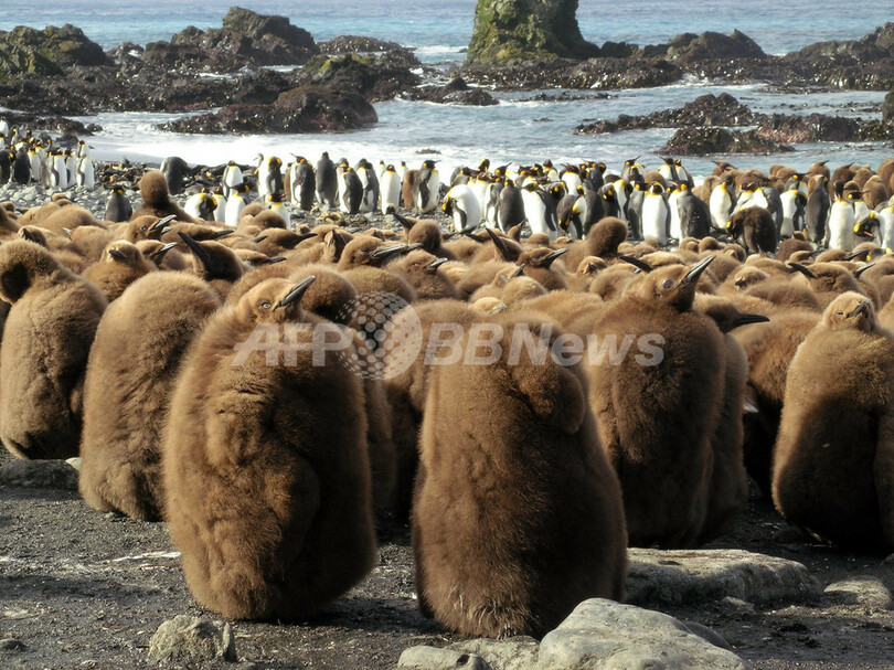 南極の島々でペンギンの生息数が回復