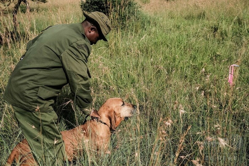 密猟者を追い詰めるマラ・トライアングルの追跡犬部隊、ケニア