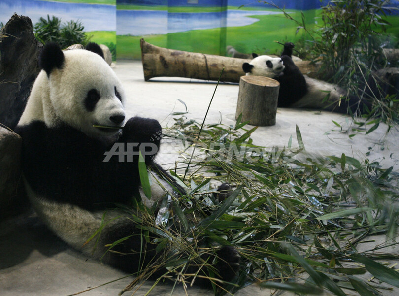 台湾で春節に合わせてパンダ公開、6000人が殺到