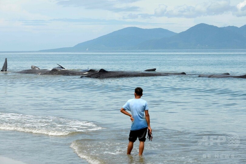 浜辺に乗り上げたマッコウクジラ9頭、当局が救出活動 インドネシア
