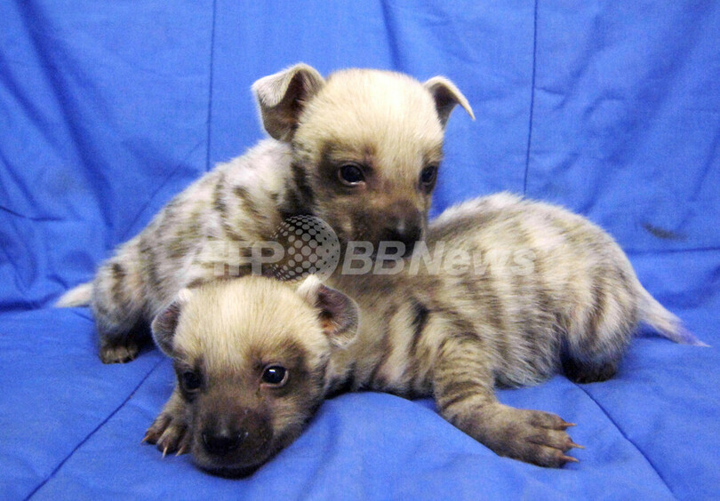 ハイエナの赤ちゃん、体重測定